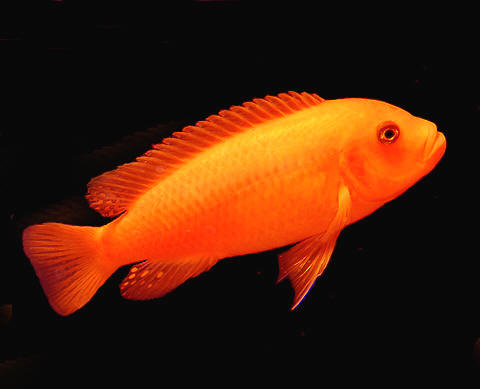 african mbuna