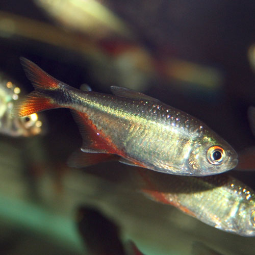 buenos aires tetras