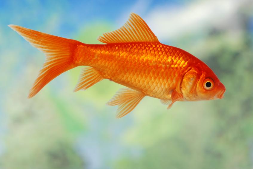 goldfish