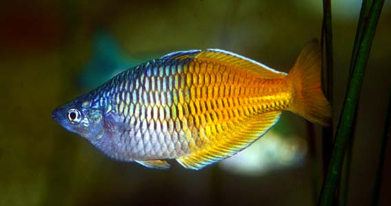 melanotaenia boesemani 2