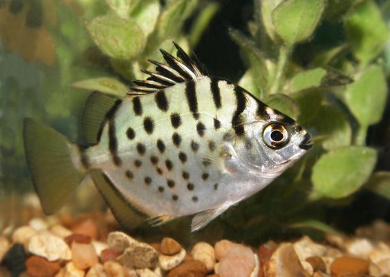 scats fish