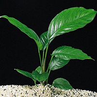 Anubias congensis