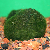 moss ball